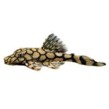 L519 Pleco Ancistrus “sp. Rio Itenez”