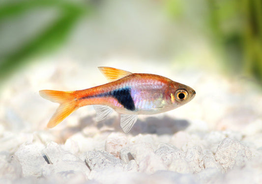 Harlequin Rasbora pack 6