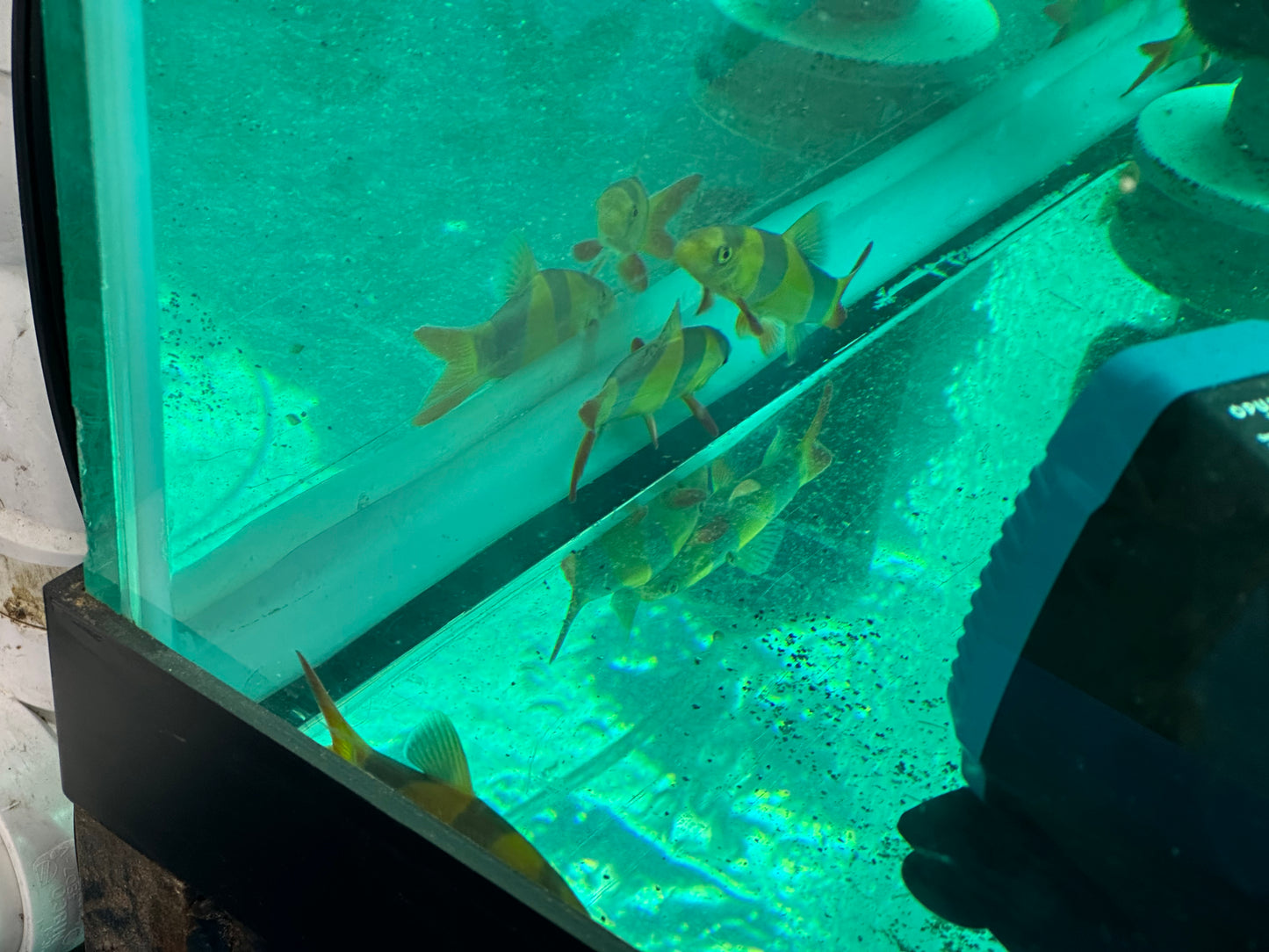 Clown Loach Nice