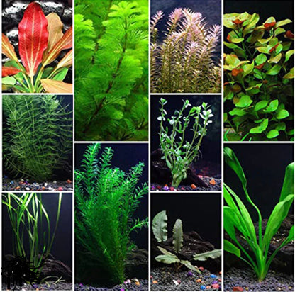 Assorted Aquarium Plants Bunch