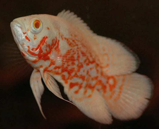 Albino Tiger Oscar 2"-3”