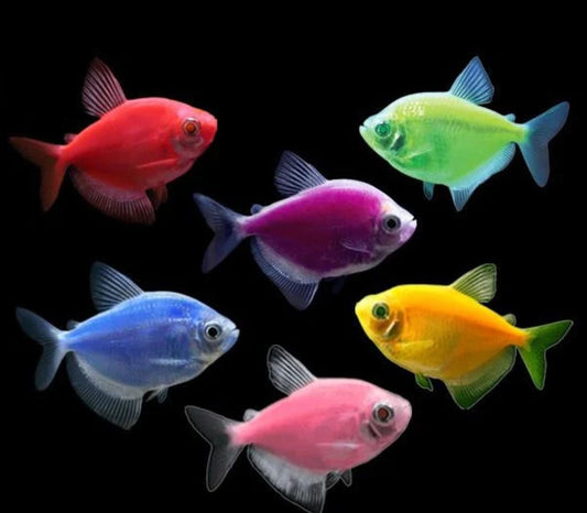 Glo Tetra