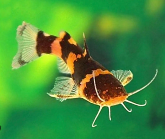 SOUTH AMERICA BUMBLE BEE CATFISH
