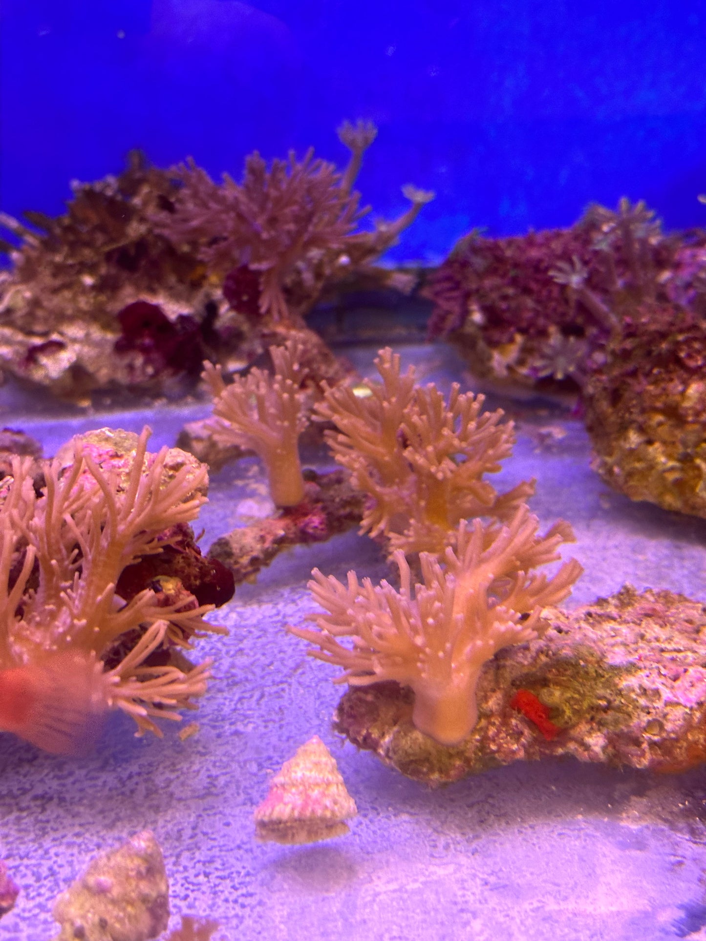 Mixed Coral Frags SPS/LPS/SOFT Corals