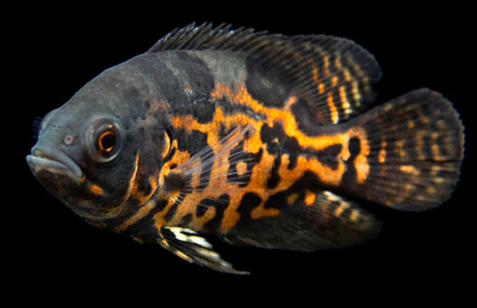 Red Tiger Oscar