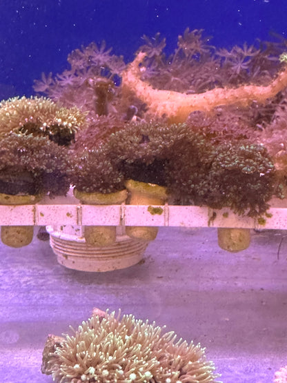 Mixed Coral Frags SPS/LPS/SOFT Corals