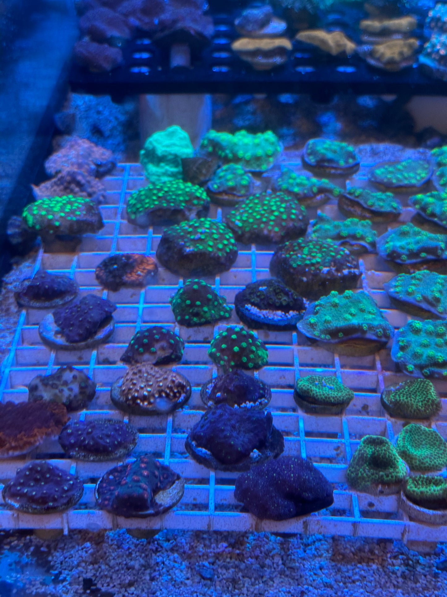 Mixed Coral Frags SPS/LPS/SOFT Corals