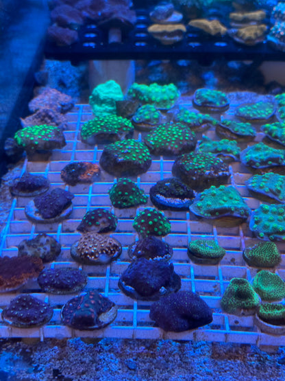 Mixed Coral Frags SPS/LPS/SOFT Corals