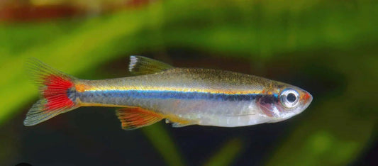 White Cloud Mountain Minnow (Group of 12)