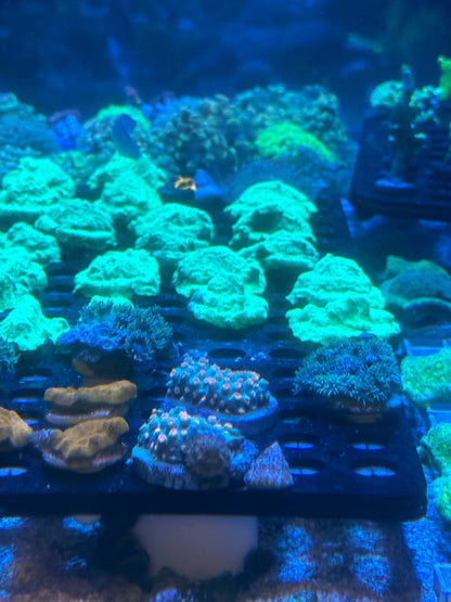 Mixed Coral Frags SPS/LPS/SOFT Corals