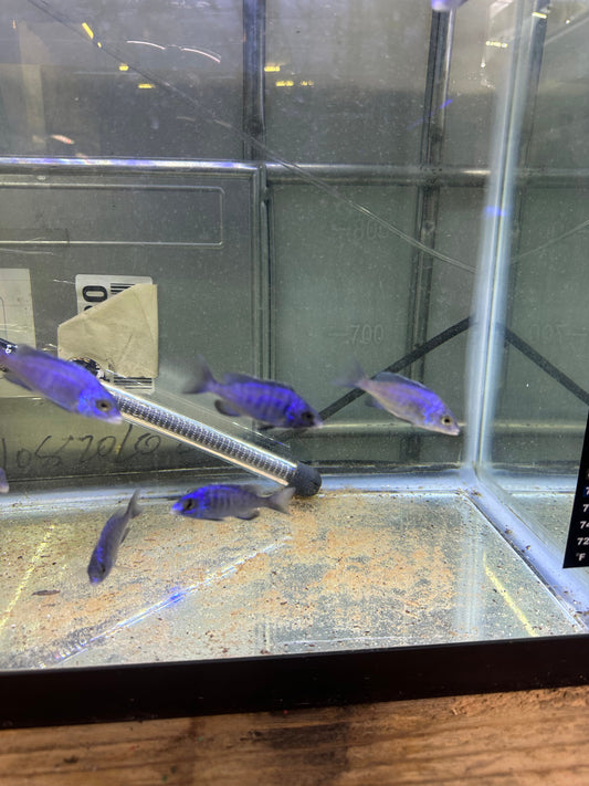 African Cichlid Mdoka Cichlid (White Lips) 5"-6"