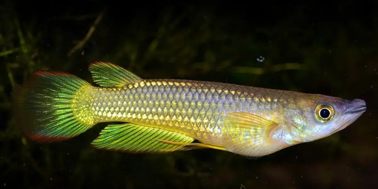 Lineatus Panchax