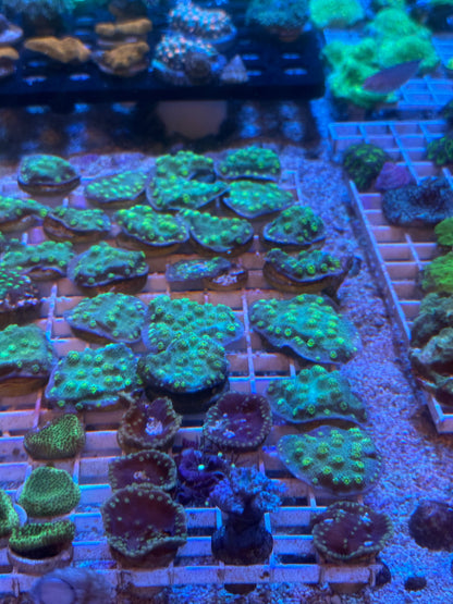 Mixed Coral Frags SPS/LPS/SOFT Corals