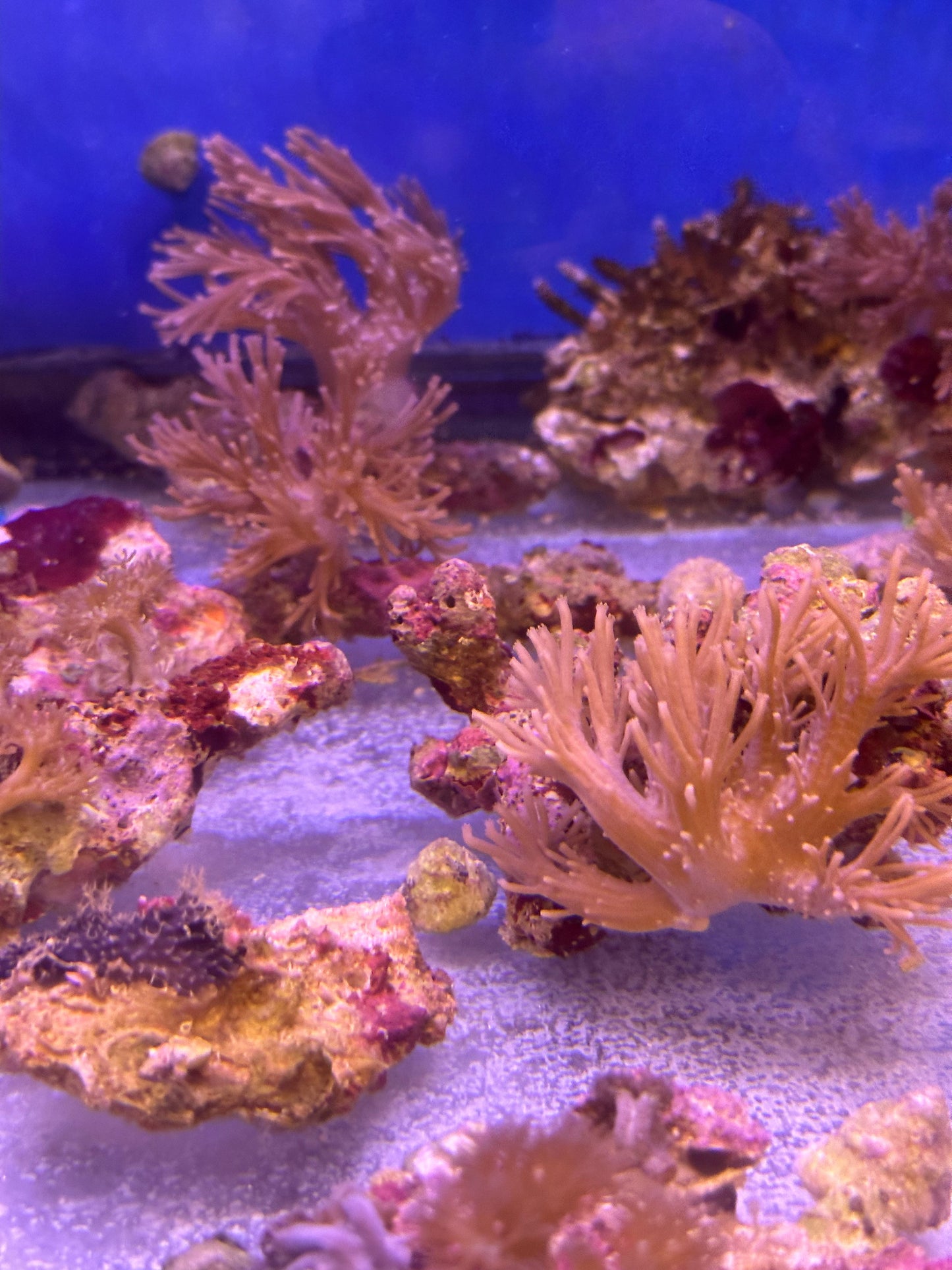 Mixed Coral Frags SPS/LPS/SOFT Corals