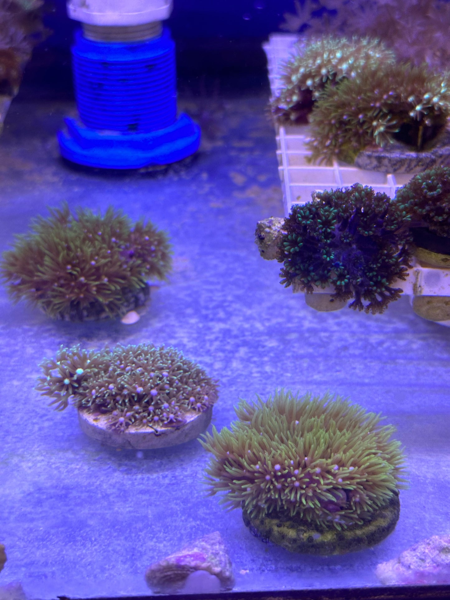 Mixed Coral Frags SPS/LPS/SOFT Corals