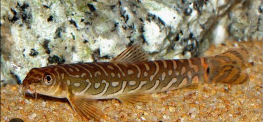 Zodiac Loach