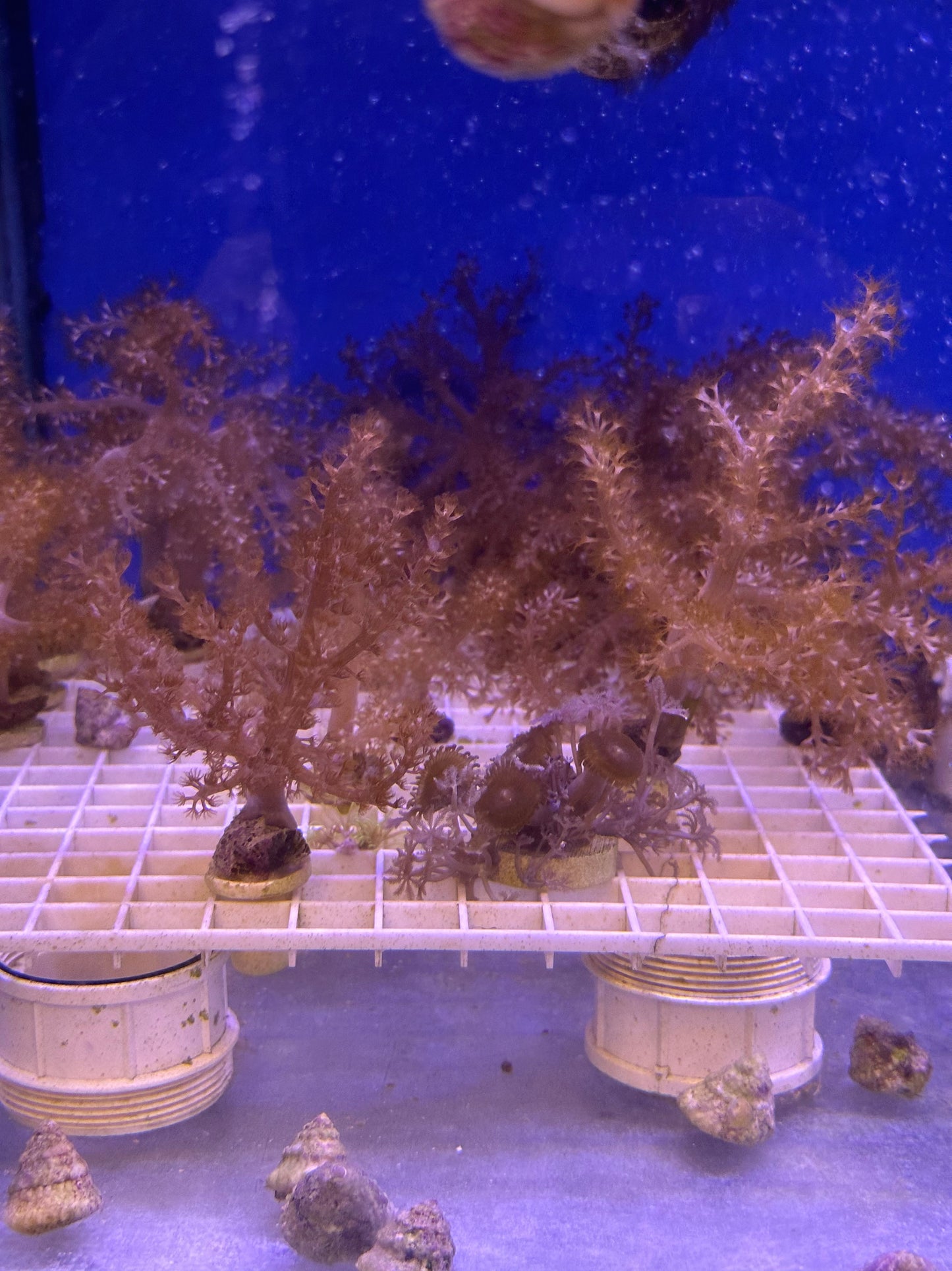 Mixed Coral Frags SPS/LPS/SOFT Corals