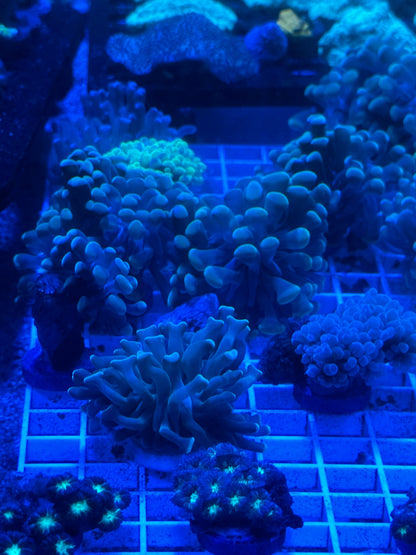 Mixed Coral Frags SPS/LPS/SOFT Corals