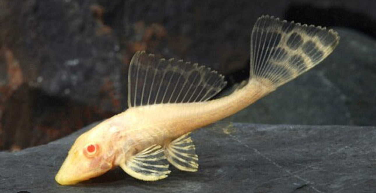 Albino Gibbiceps Pleco