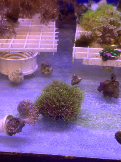 Mixed Coral Frags SPS/LPS/SOFT Corals