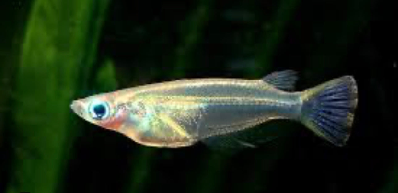 Java Rice Fish