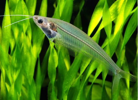 Glass Catfish