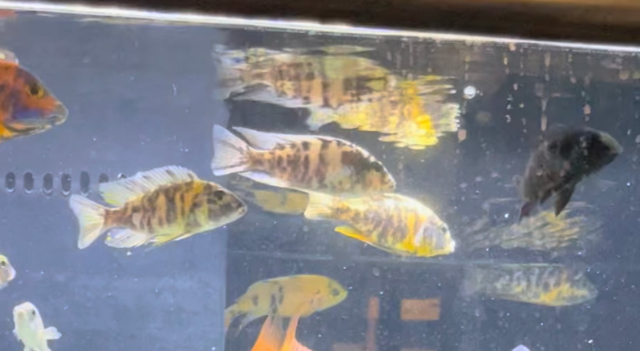 African Cichlid OB Peacock