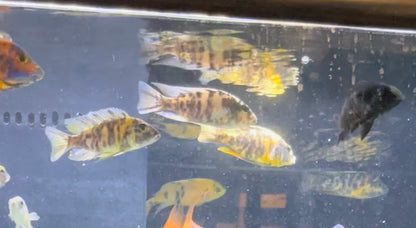 African Cichlid OB Peacock