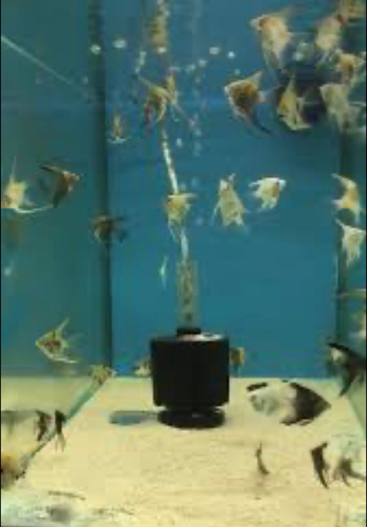 Assorted Angel Fish