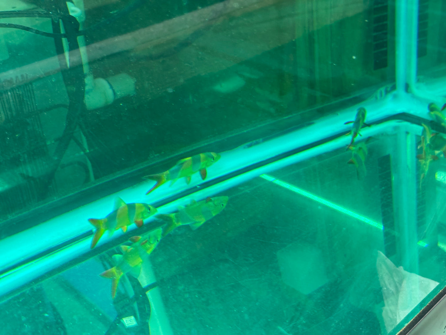 Clown Loach Nice