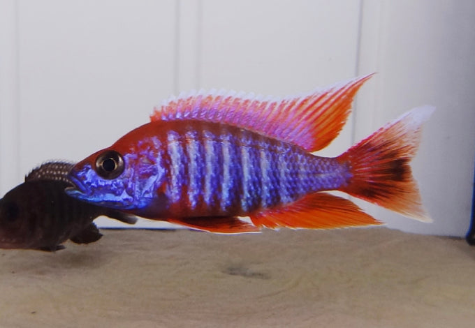 Aulonocara jacobfreibergi