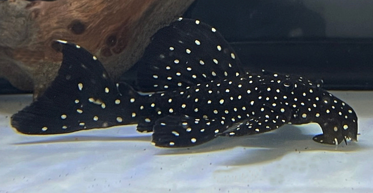 Dracula Pleco L240 (Galaxy)