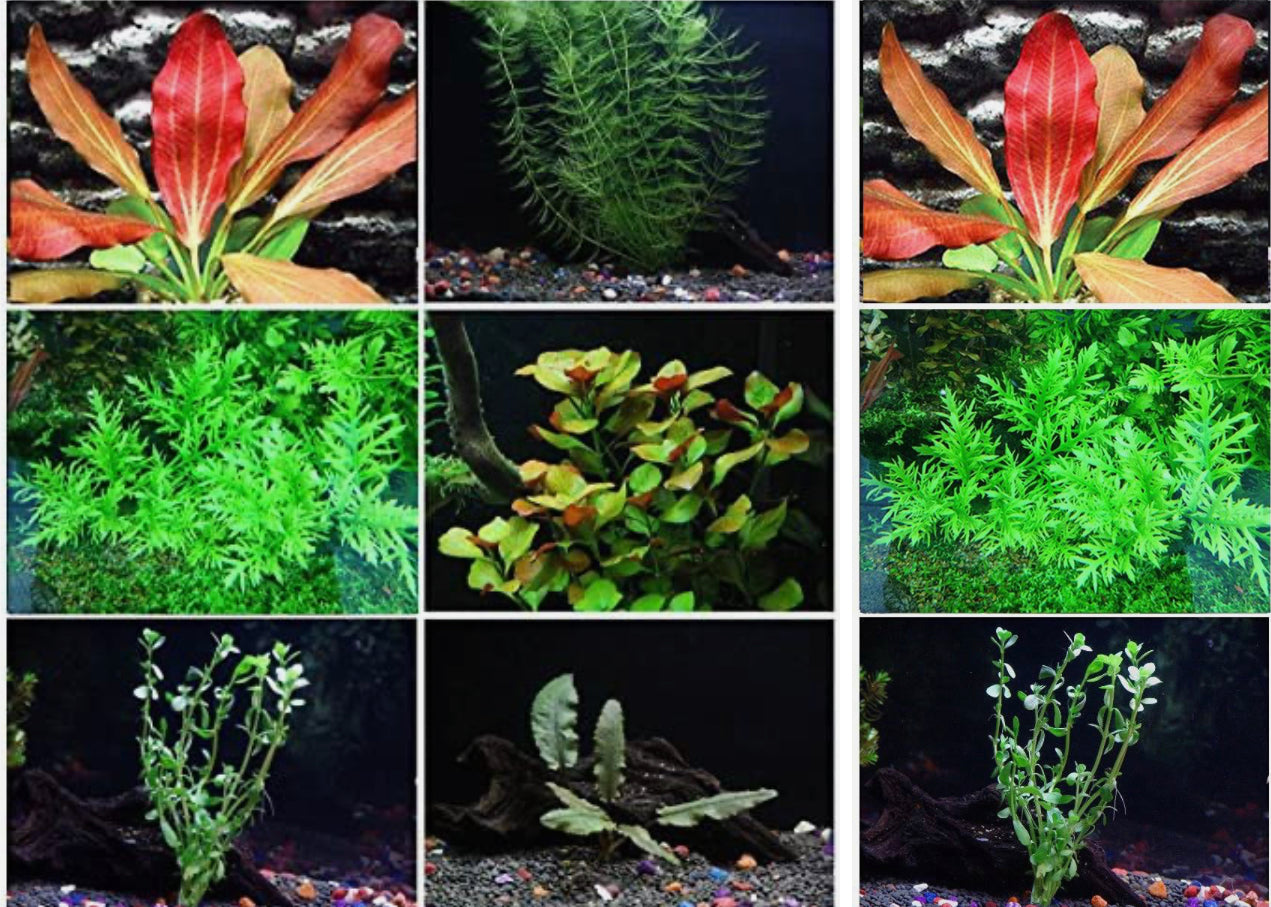 Assorted Aquarium Plants Bunch