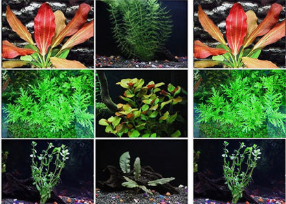 Assorted Aquarium Plants Bunch