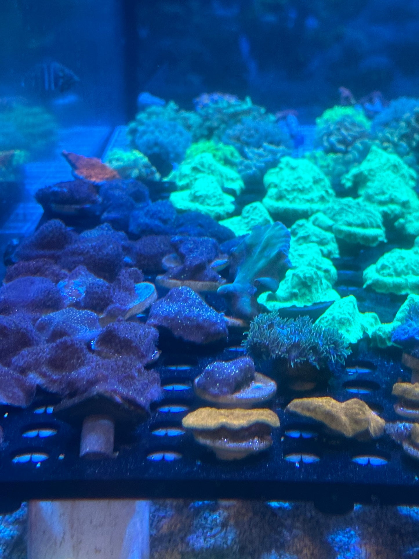 Mixed Coral Frags SPS/LPS/SOFT Corals