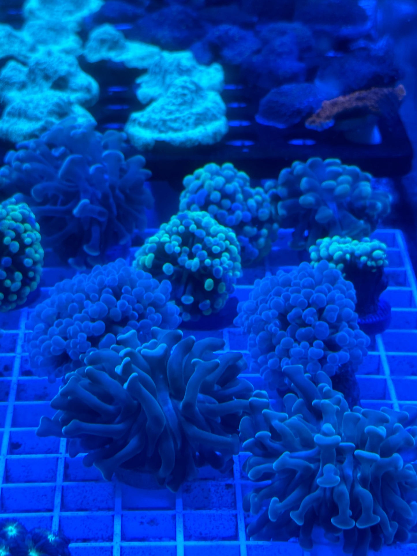Mixed Coral Frags SPS/LPS/SOFT Corals