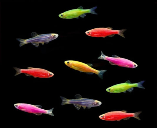 Assorted Glo Danio