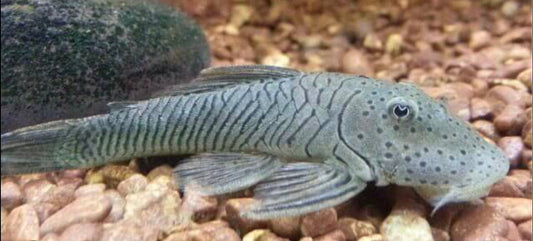 Rubber Pleco