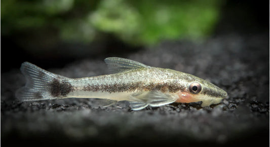 OTOCINCLUS CAT