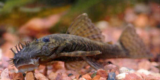 Bushynose Pleco
