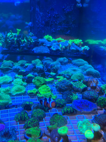 Mixed Coral Frags SPS/LPS/SOFT Corals