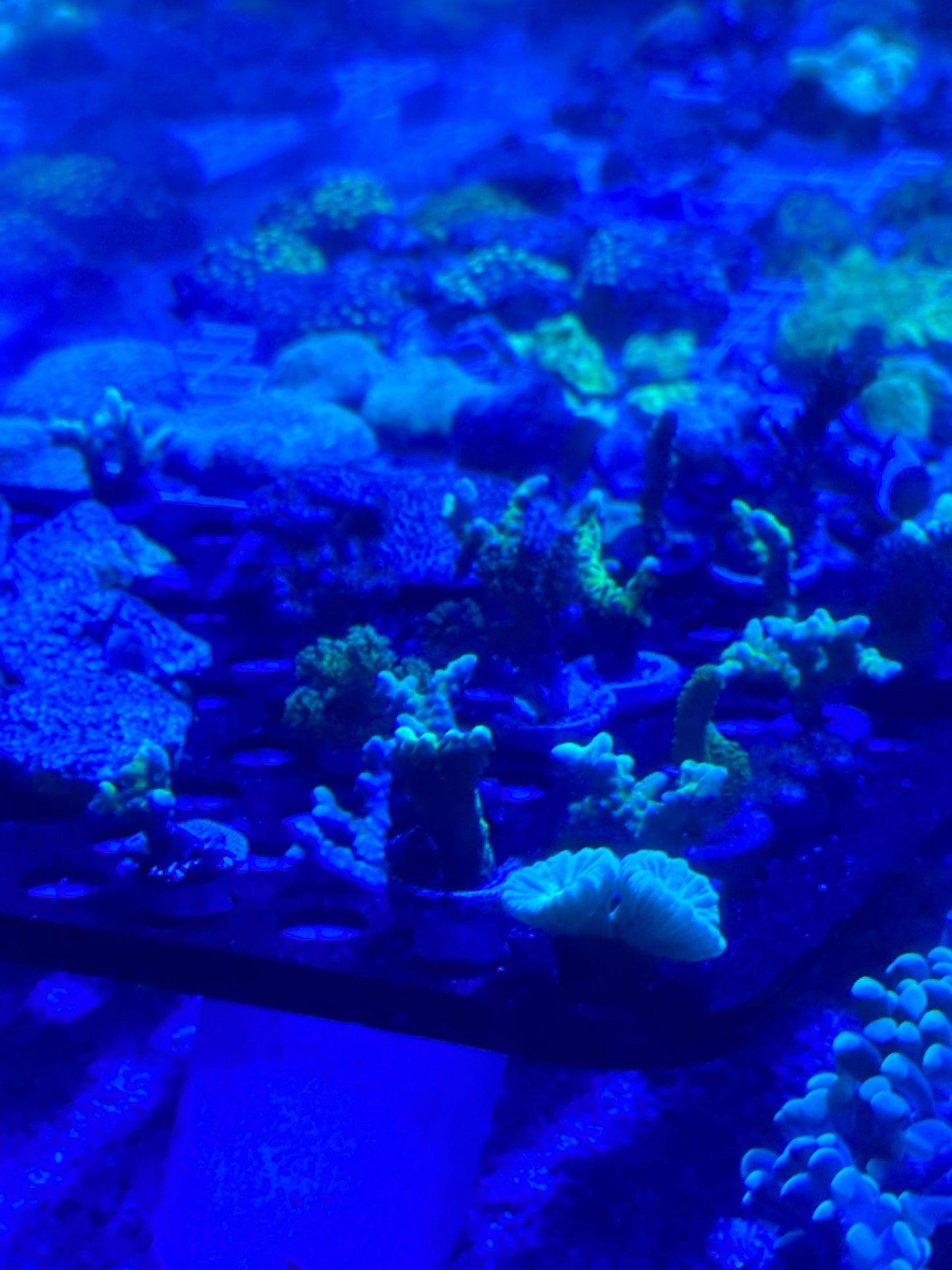 Mixed Coral Frags SPS/LPS/SOFT Corals