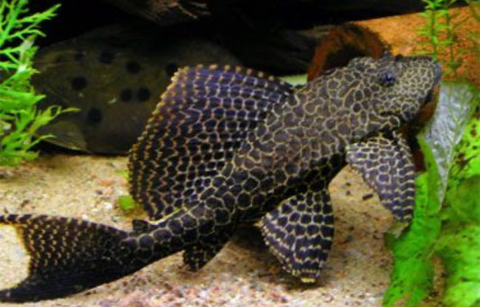 Sailfin Pleco XL