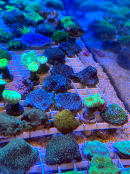 Mixed Coral Frags SPS/LPS/SOFT Corals