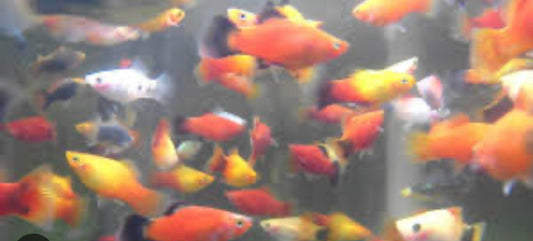 Assorted Platies Fish