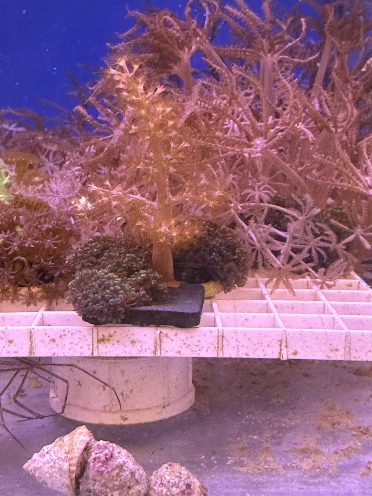 Mixed Coral Frags SPS/LPS/SOFT Corals