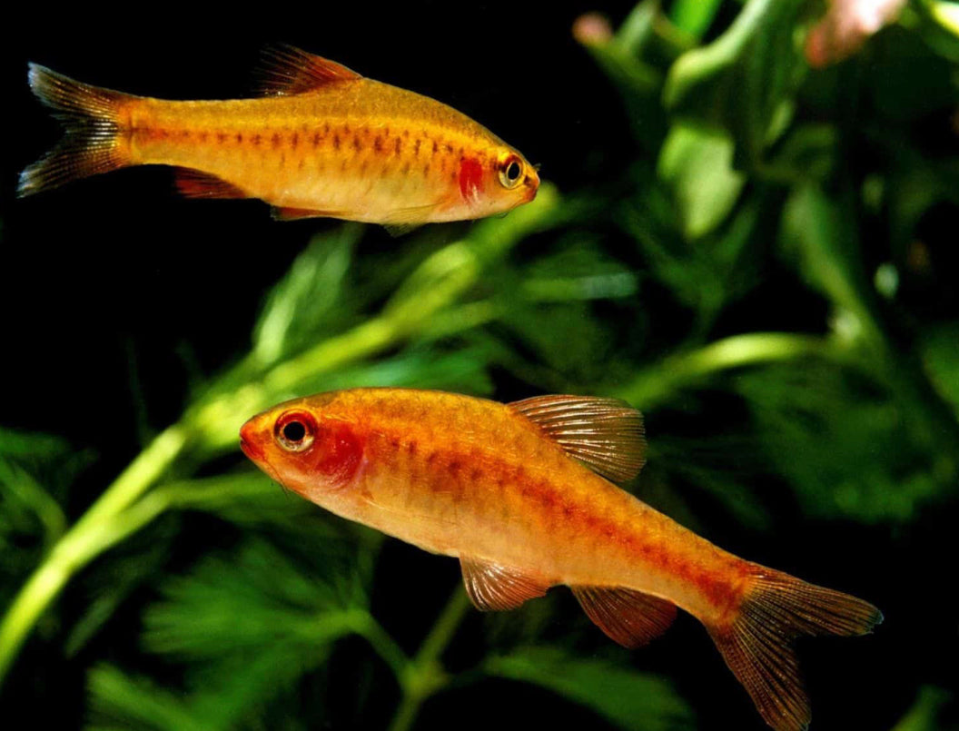 Albino Cherry Barb