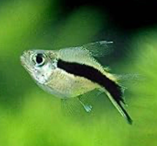 Penguin Tetra