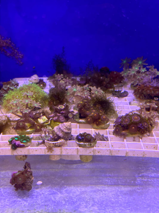 Mixed Coral Frags SPS/LPS/SOFT Corals