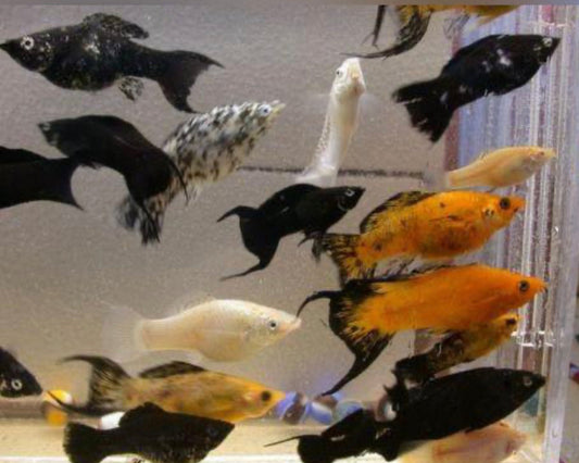 Molly Mixed Assorted